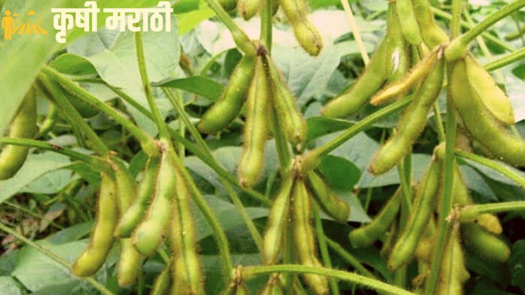 Soybean Farming