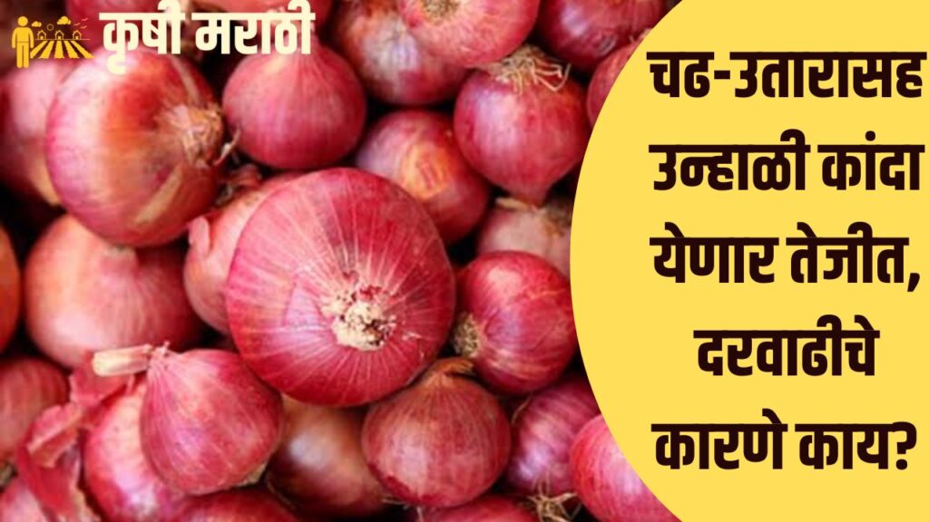 Summer Onion Price Hike