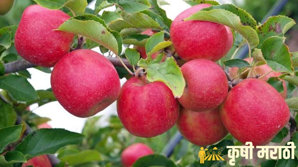 Apple Farming In Maharashtra