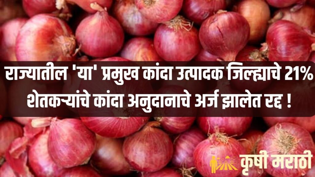 Onion Subsidy Maharashtra News