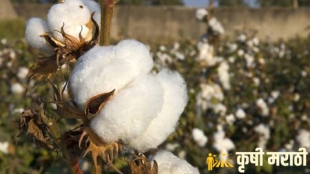 Cotton Market News