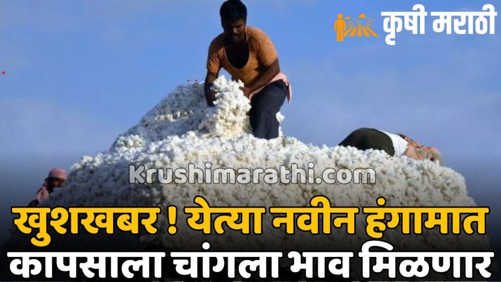 Cotton Price Maharashtra