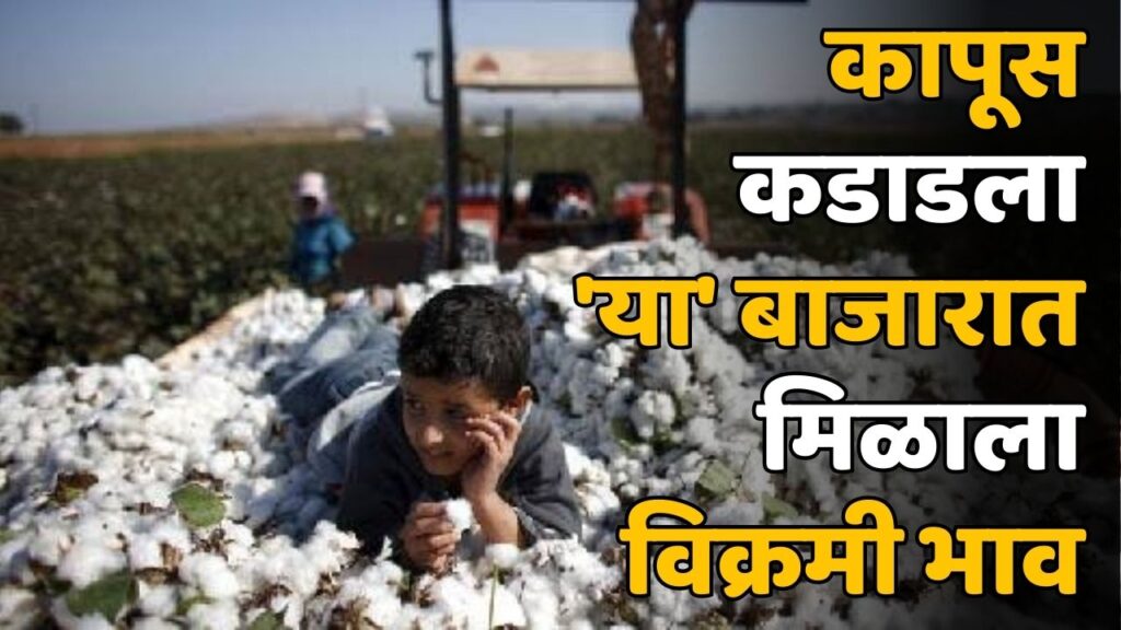 Cotton Rate Maharashtra