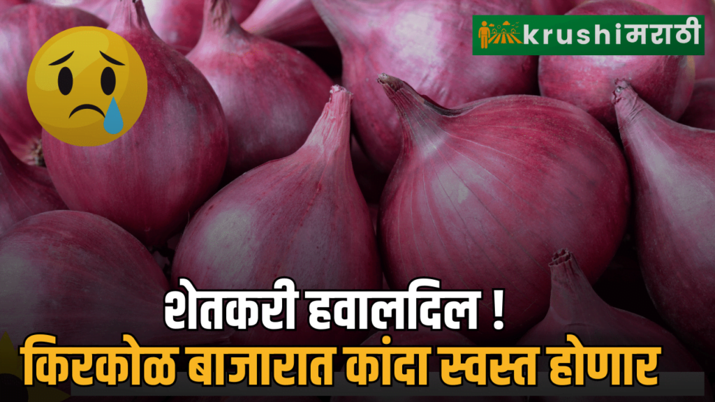 Onion will be cheaper in the retail market