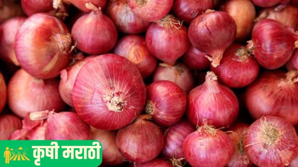 Onion Market Maharashtra