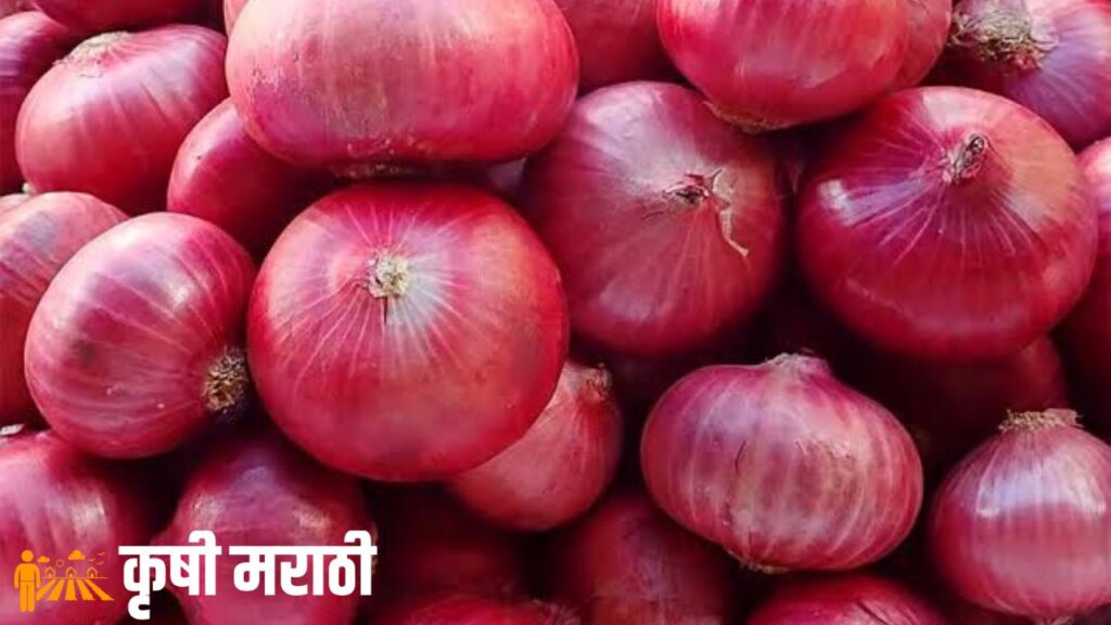 Onion Market Price In Maharashtra