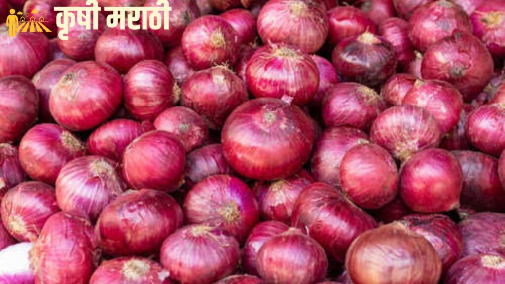 Maharashtra Onion Rate