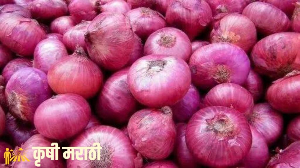 Onion Rate Maharashtra