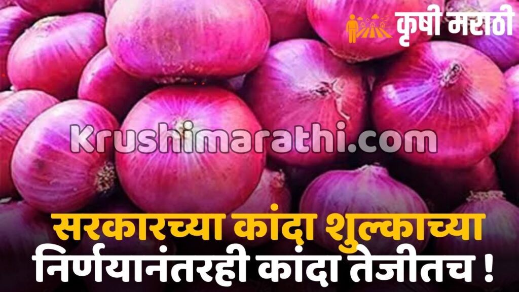 Onion Rate Maharashtra