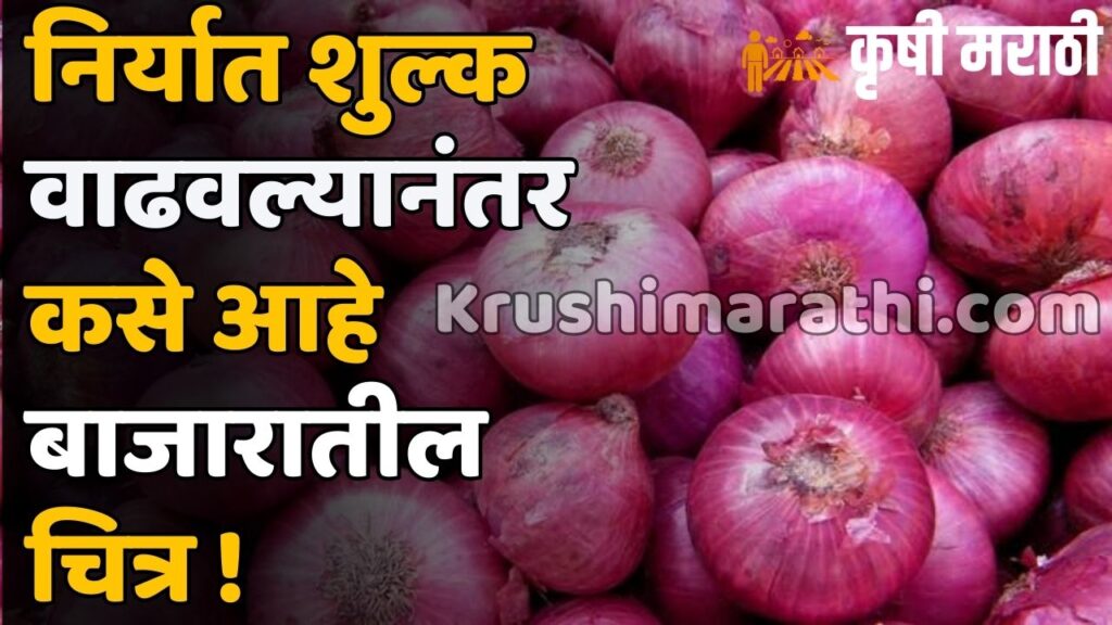 Onion Rate Maharashtra