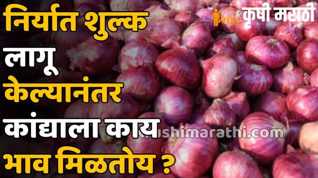 Onion Rate Maharashtra