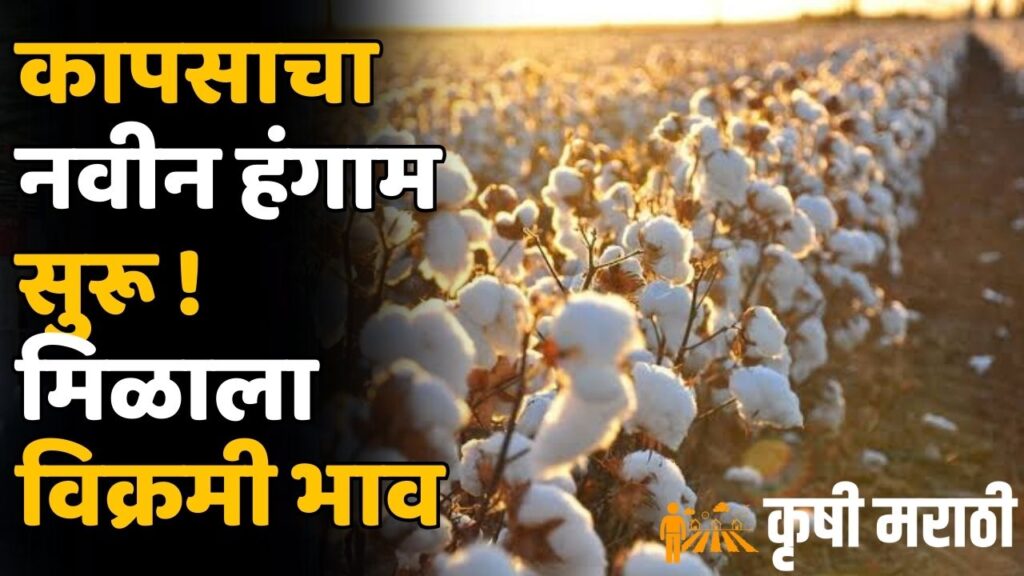 Cotton Procurement 2023