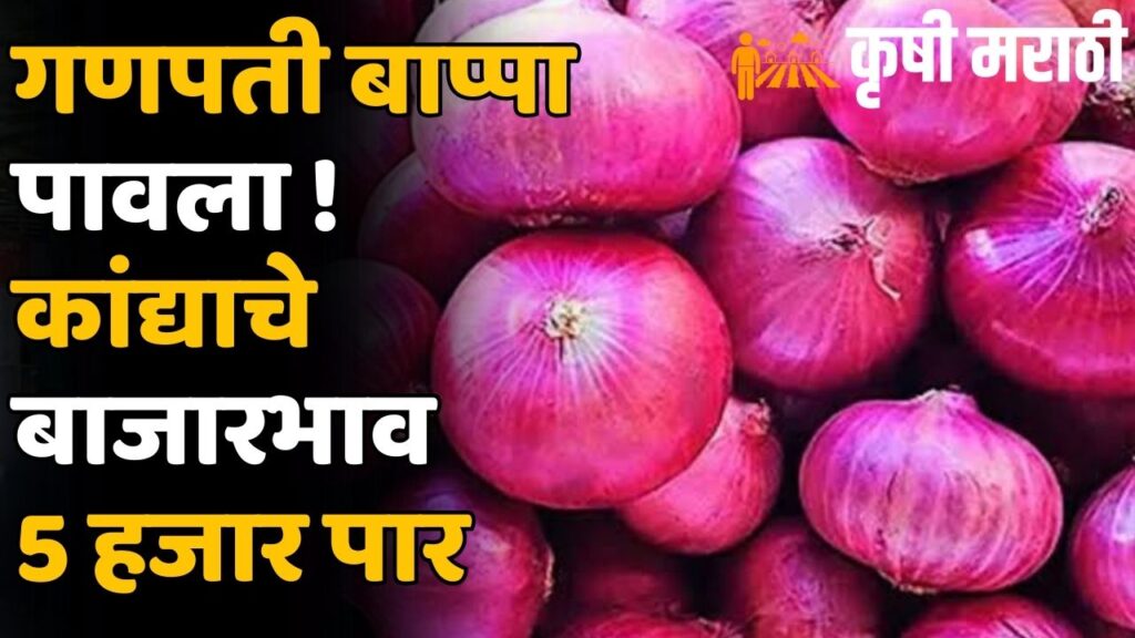 Maharashtra Onion Rate