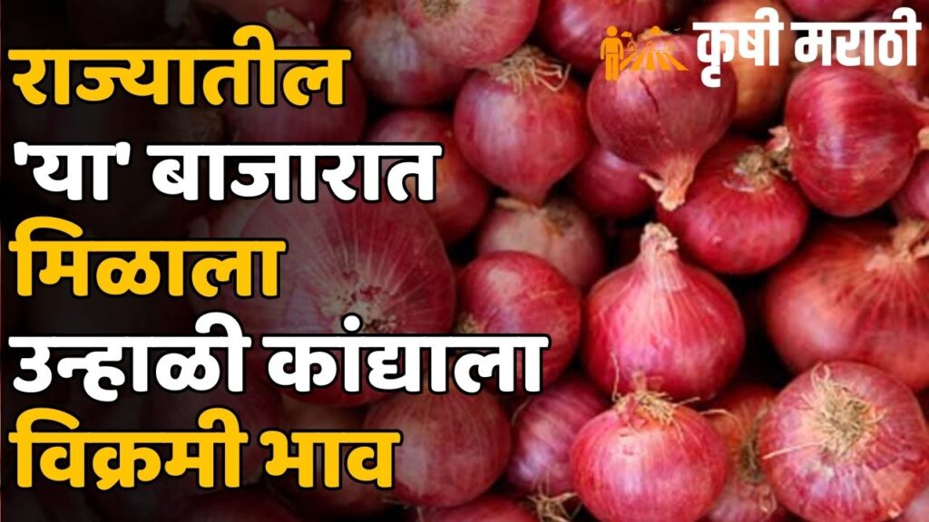 Onion Rate Maharashtra