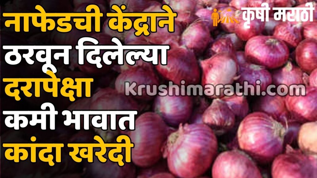 Onion Rate Maharashtra