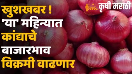 Onion Rate Maharashtra