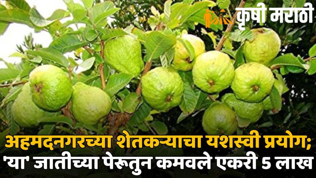 Ahmednagar Successful Farmer