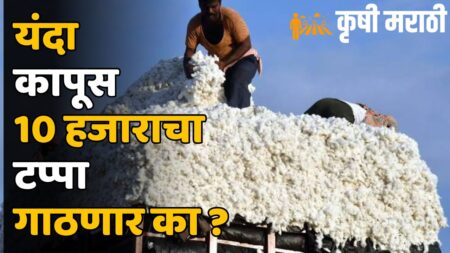 Cotton Market Price Maharashtra