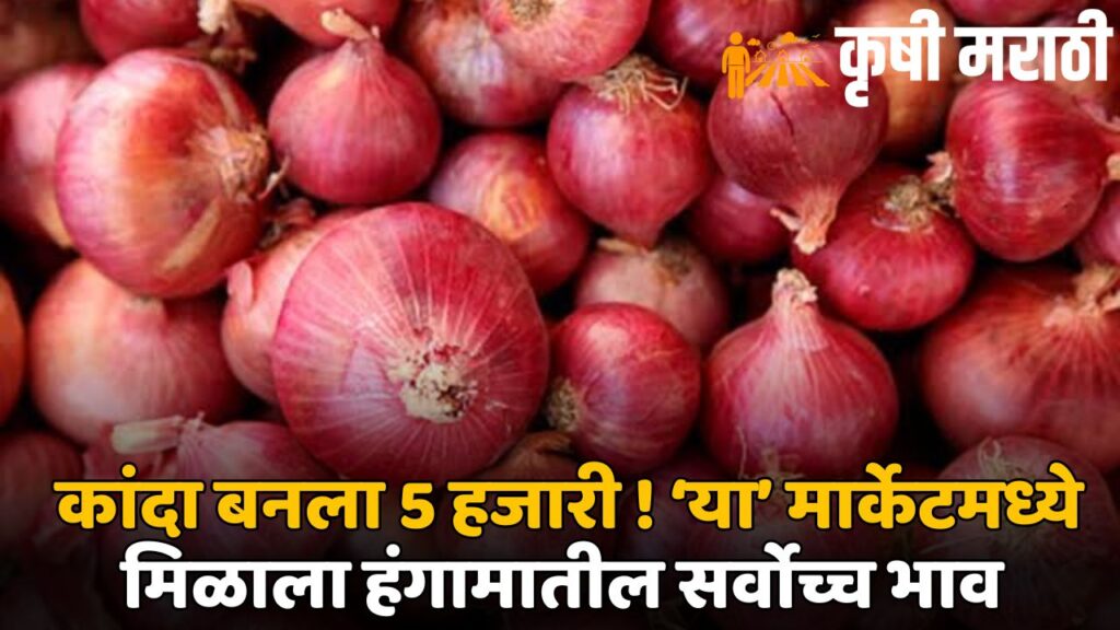 Onion Market News