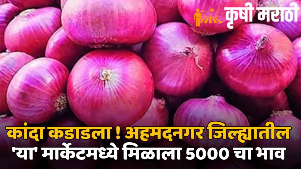 Onion Market Price