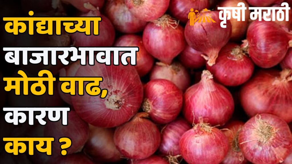 Onion Rate Maharashtra