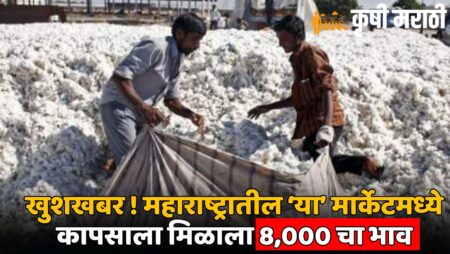 Cotton Market Price