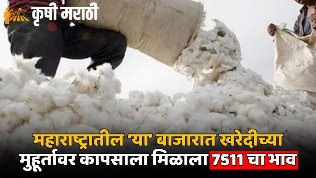 Cotton Rate Maharashtra