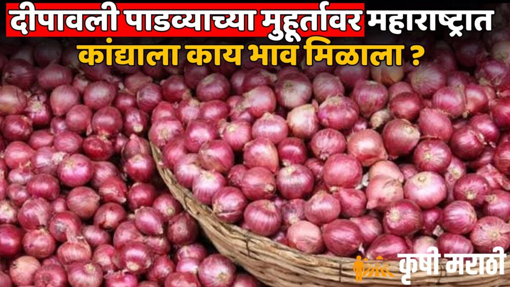 Onion Rate Maharashtra