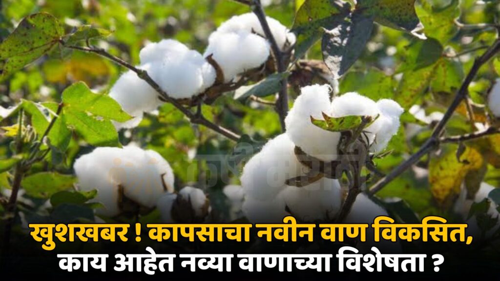 Cotton Farming