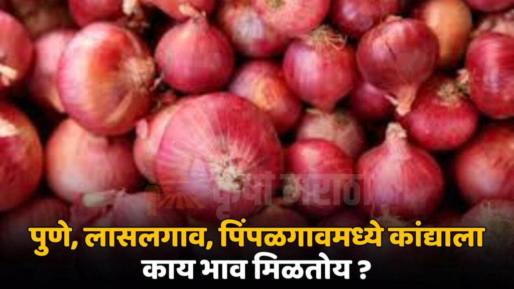 Pune Onion Rate