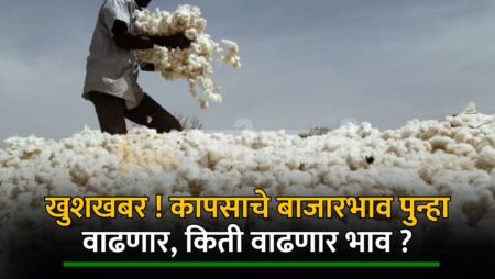 Cotton Rate Maharashtra