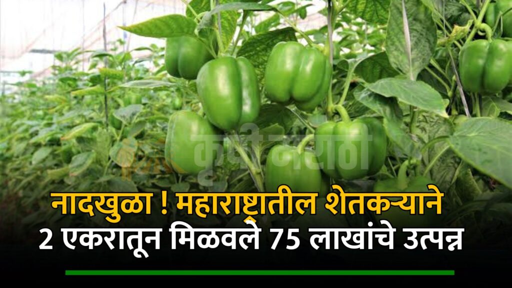 Maharashtra Successful Farmer