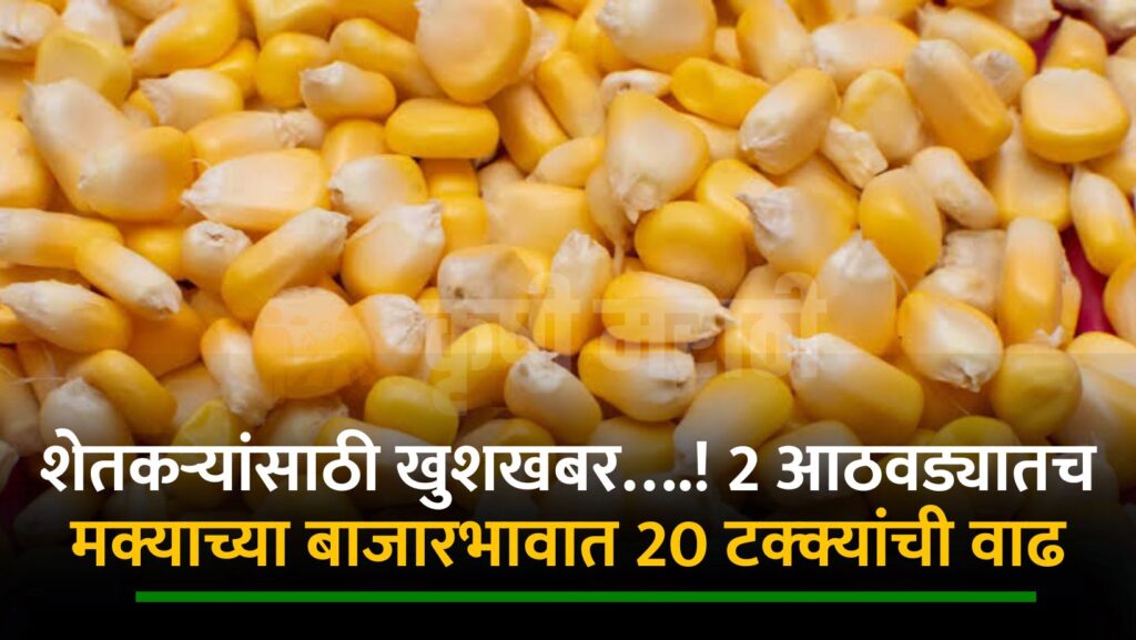 Maize Rate