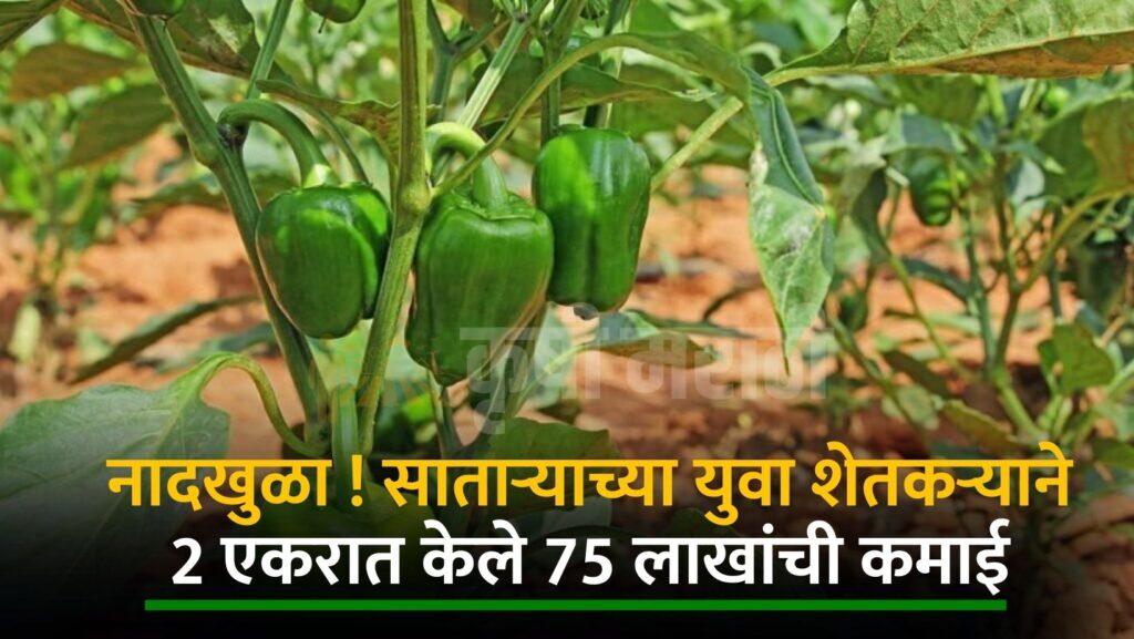 Satara Successful Farmer