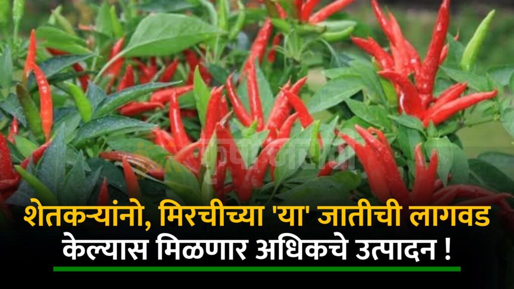 Chilli Farming