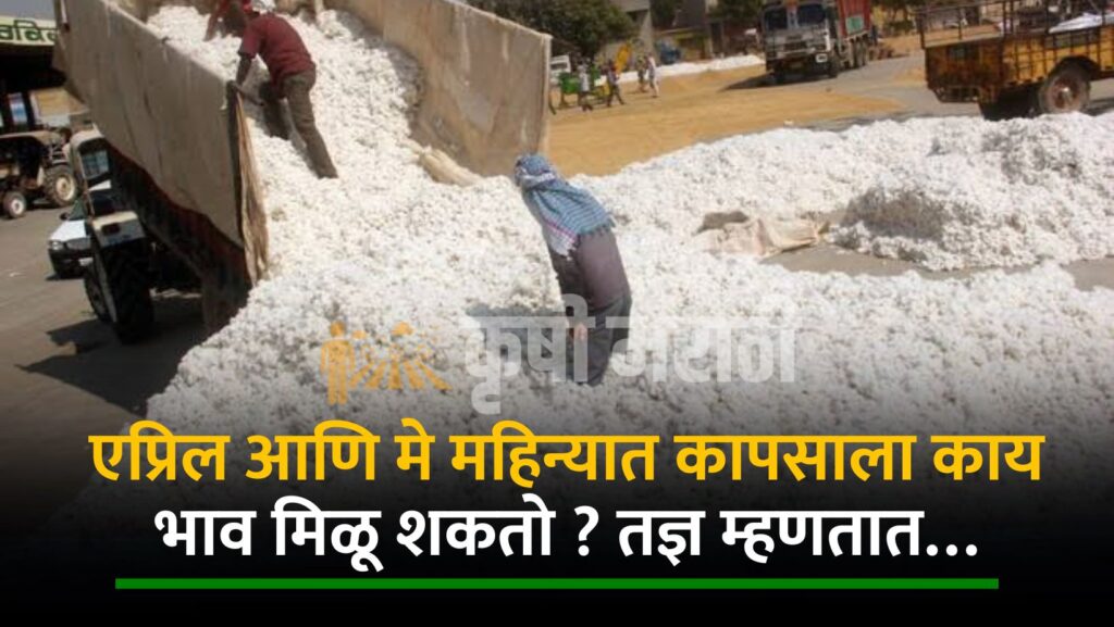 Cotton Market Price