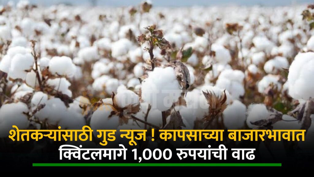 Cotton Price Hike