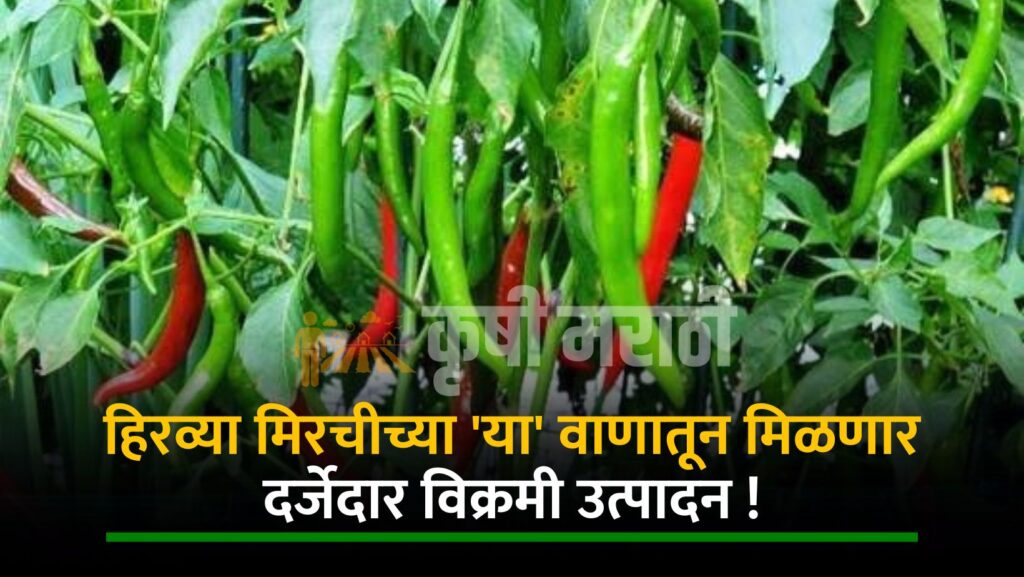 Green Chilli Farming