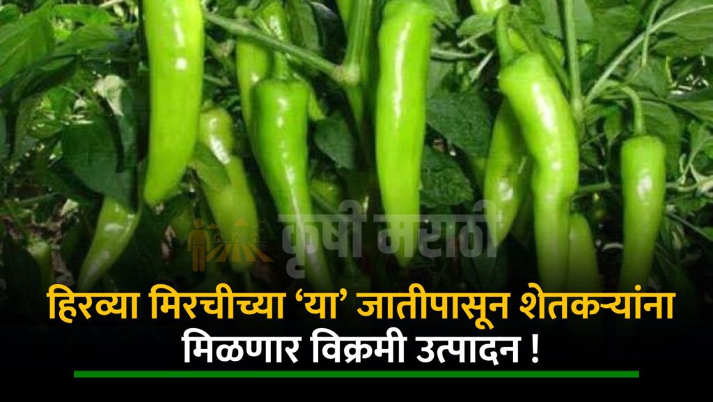 Green Chilli Farming