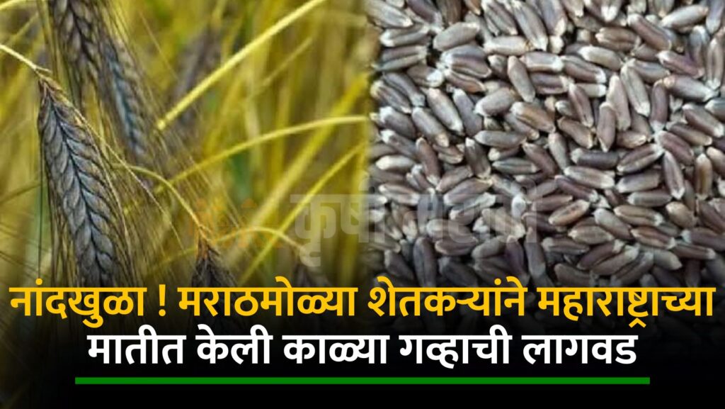 Maharashtra Black Wheat Farming