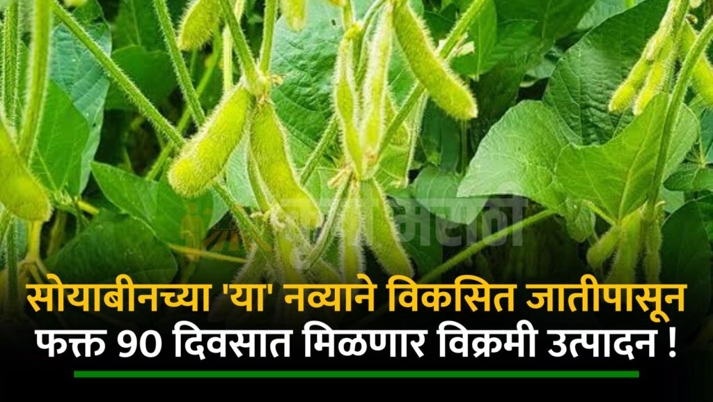 Soyabean Farming