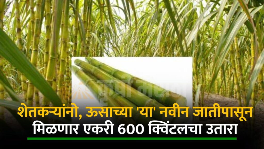 Sugarcane Farming