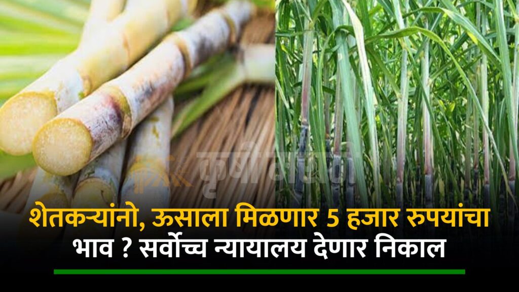 Sugarcane Farming