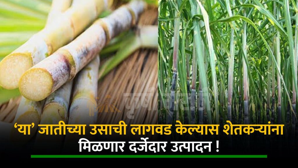 Sugarcane Farming