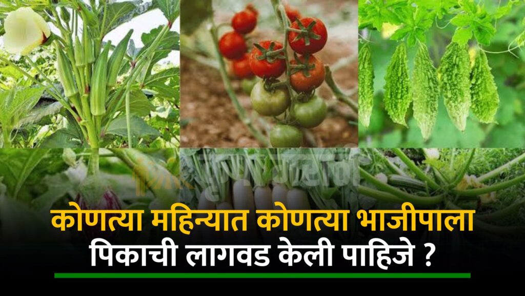 Vegetable Farming