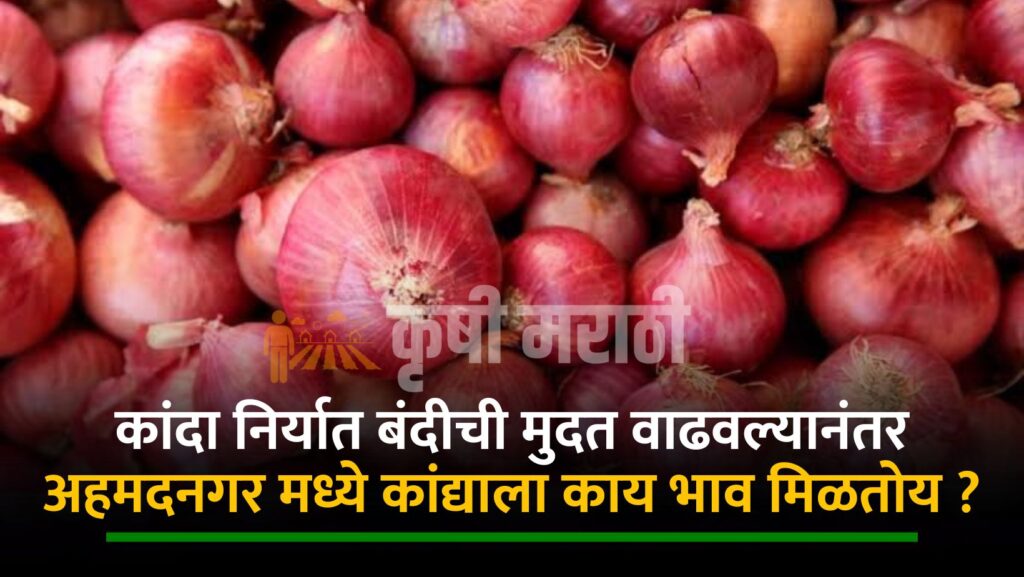 Ahmednagar Onion Rate