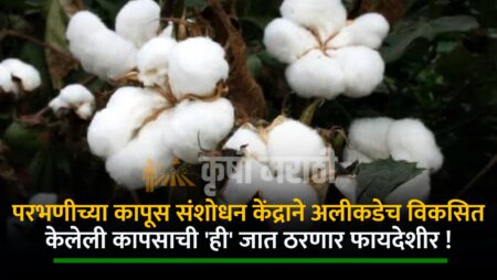 Cotton Variety