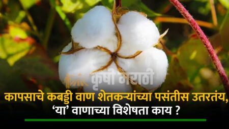 Kabaddi Cotton Variety