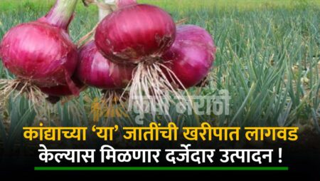 Onion Farming