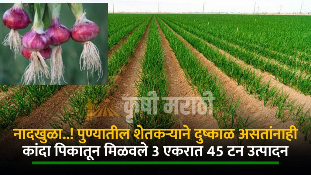 Onion Farming